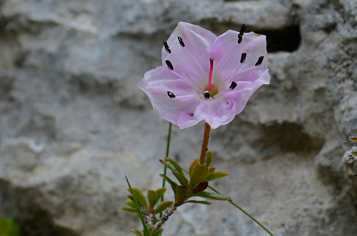 Rhodothamnus chamaecistus / Rododendro cistino